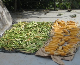 Corn and beans drying